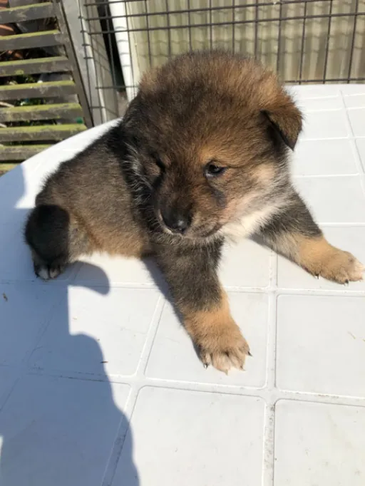 四国犬のサムネイル画像5