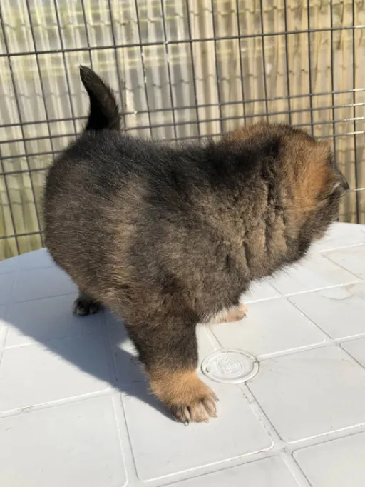 四国犬のサムネイル画像6