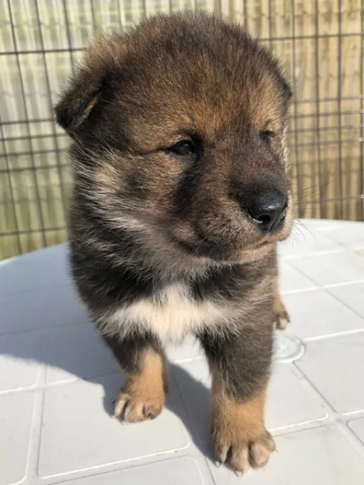 四国犬のサムネイル画像7