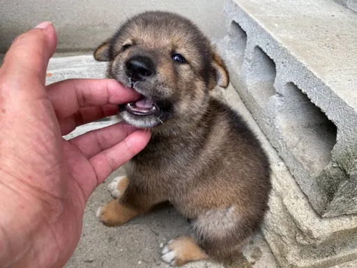 四国犬のサムネイル画像2