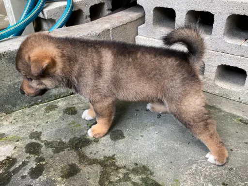 四国犬のサムネイル画像3