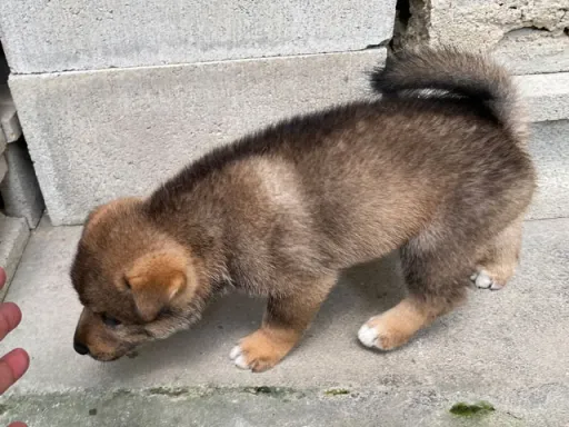 四国犬のサムネイル画像4