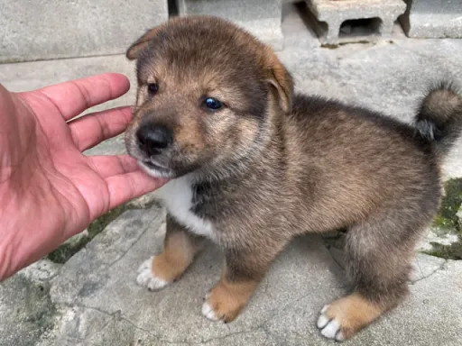 四国犬のサムネイル画像5