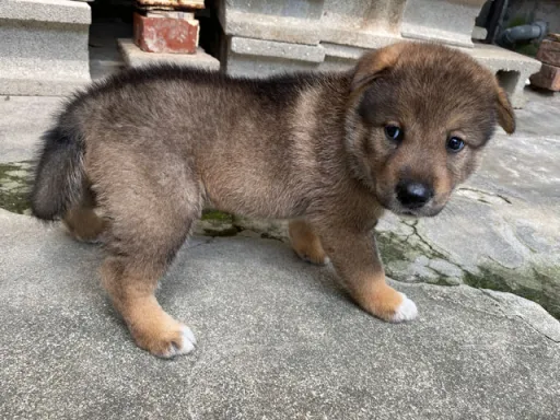四国犬のサムネイル画像6