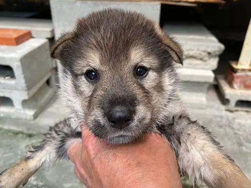 四国犬の子犬販売