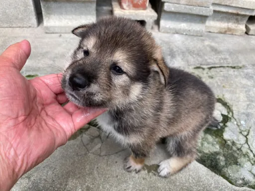 四国犬のサムネイル画像2