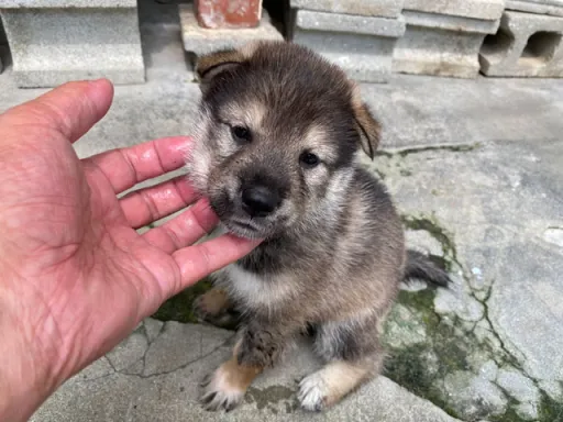 四国犬のサムネイル画像3