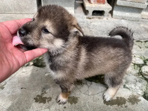 四国犬のサムネイル画像4