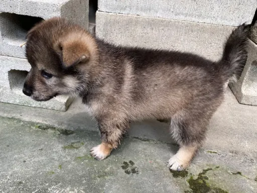 四国犬のサムネイル画像5