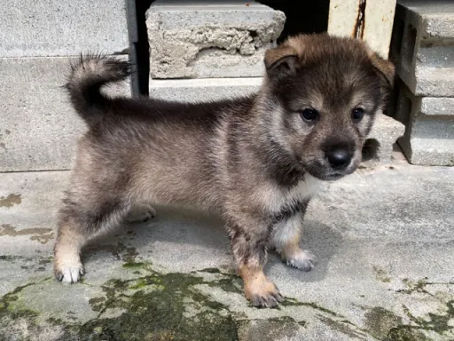 四国犬のサムネイル画像6