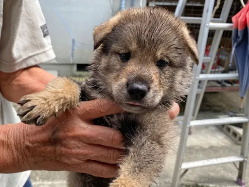 四国犬の子犬販売