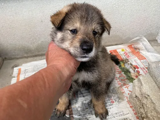 四国犬の子犬販売