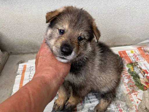 四国犬の子犬販売