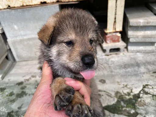 四国犬の子犬販売