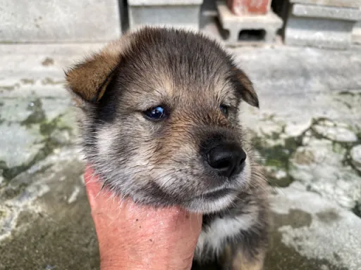 四国犬の子犬販売