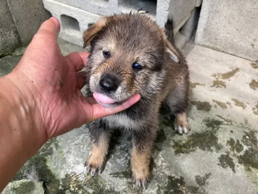 四国犬の子犬販売