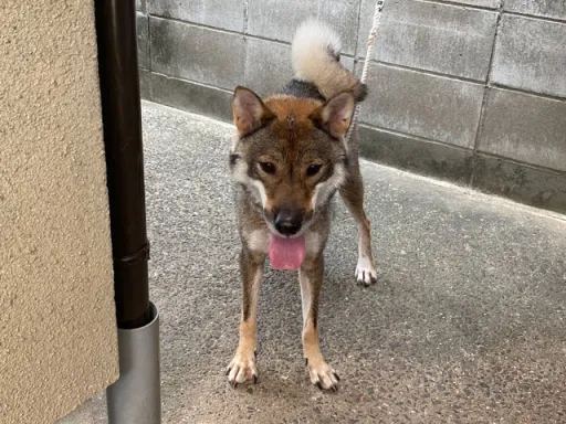 四国犬の子犬販売