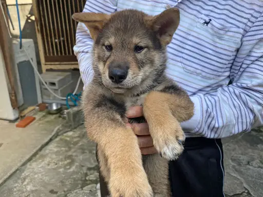 四国犬の子犬販売