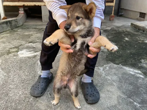 四国犬のサムネイル画像2