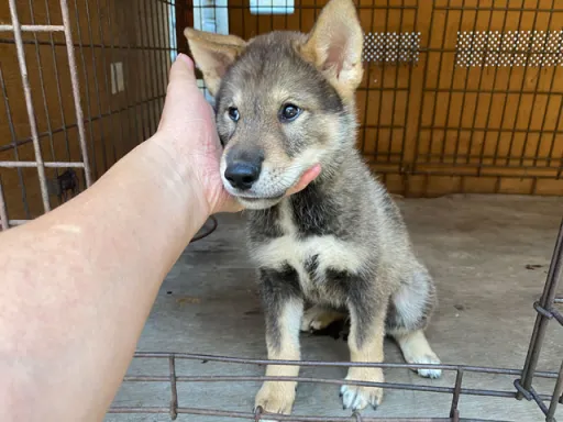 四国犬のサムネイル画像3