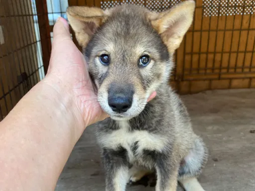 四国犬のサムネイル画像4