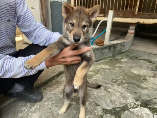 四国犬のサムネイル画像5