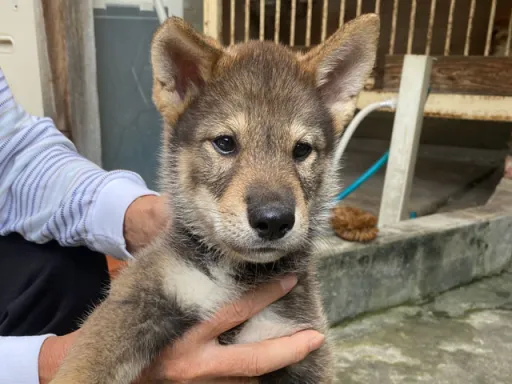 四国犬のサムネイル画像6