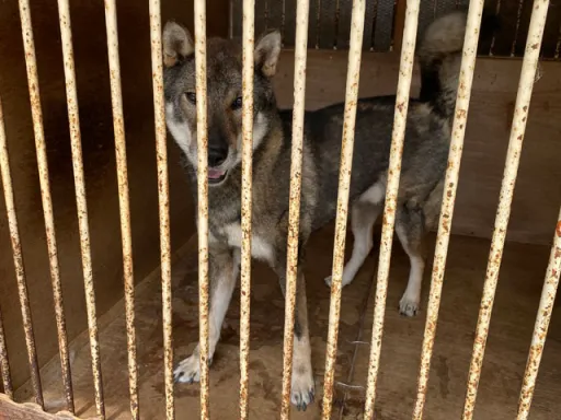 四国犬のサムネイル画像7