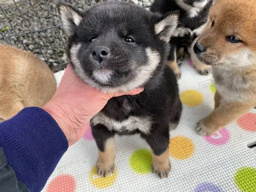 柴犬の子犬販売