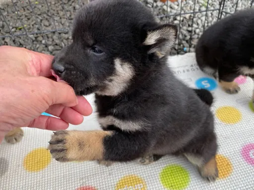 柴犬の子犬販売