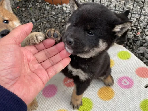 柴犬の子犬販売