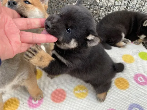 柴犬の子犬販売