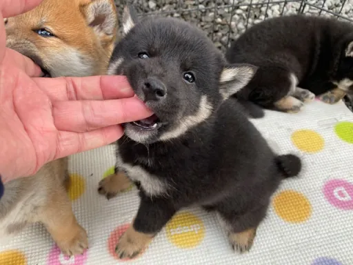 柴犬の子犬販売