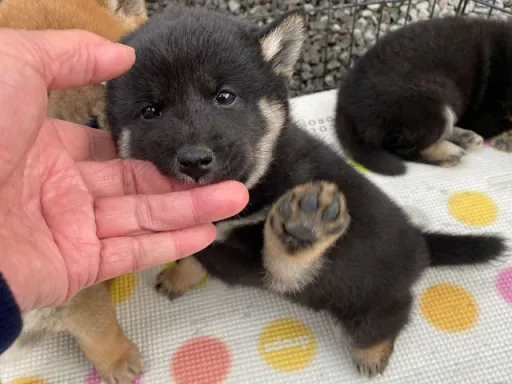 柴犬の子犬販売