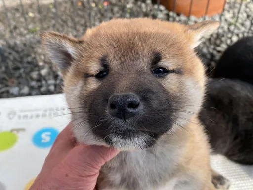 柴犬の子犬販売