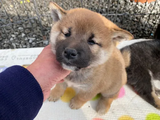 柴犬の子犬販売