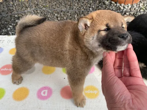 柴犬の子犬販売