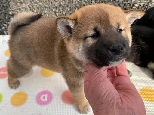 柴犬の子犬販売