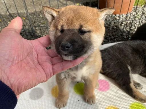 柴犬の子犬販売