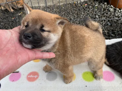 柴犬の子犬販売
