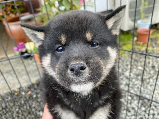 柴犬の子犬販売