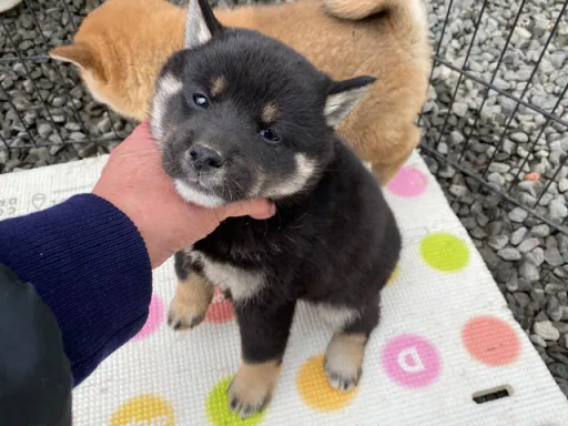柴犬の子犬販売