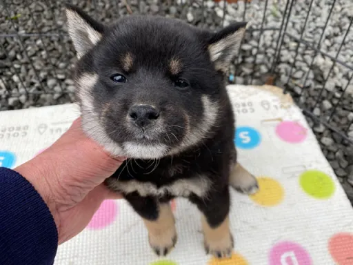 柴犬の子犬販売