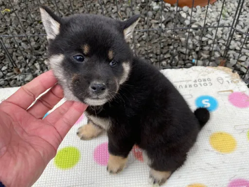 柴犬の子犬販売