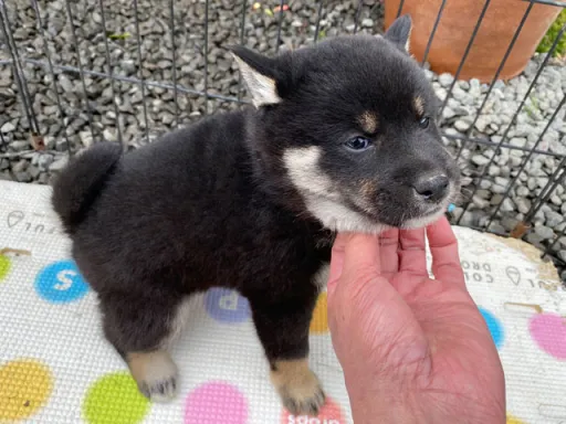 柴犬の子犬販売