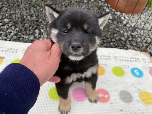 柴犬の子犬販売