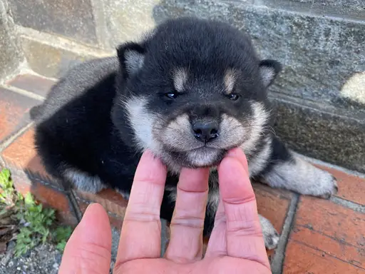 柴犬の子犬販売