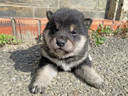柴犬の子犬販売