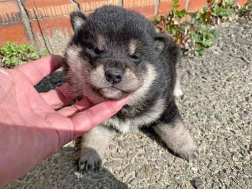 柴犬の子犬販売