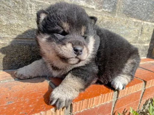 柴犬の子犬販売